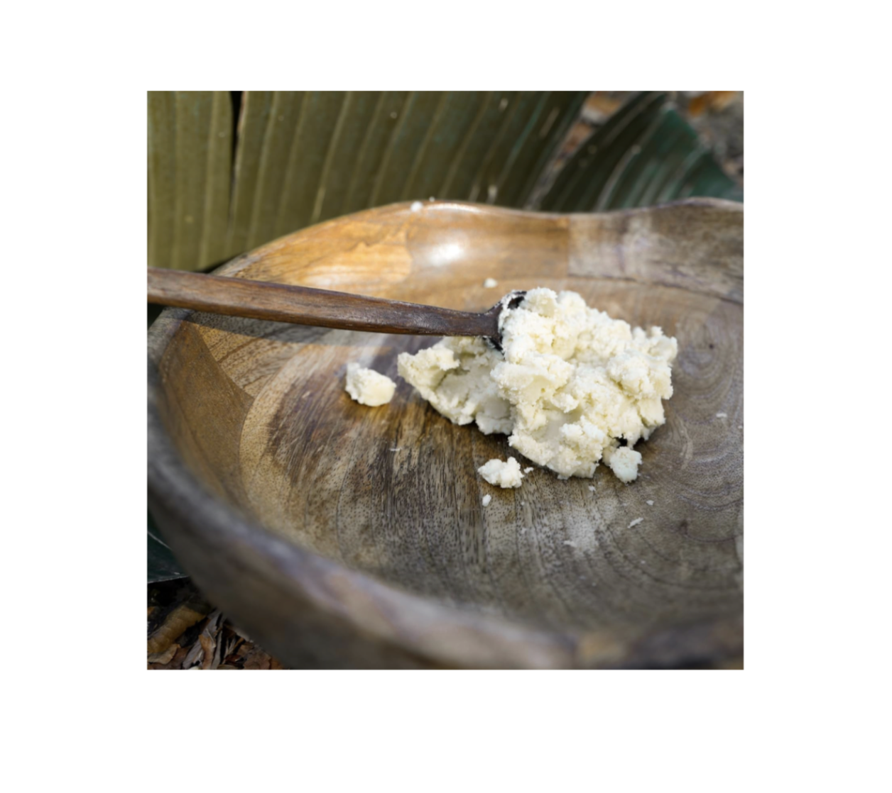 Shea Butter (Refined)